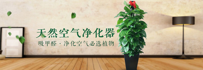 深圳长期出租各种优美的花卉绿植-翠竹园林花卉更值得信任