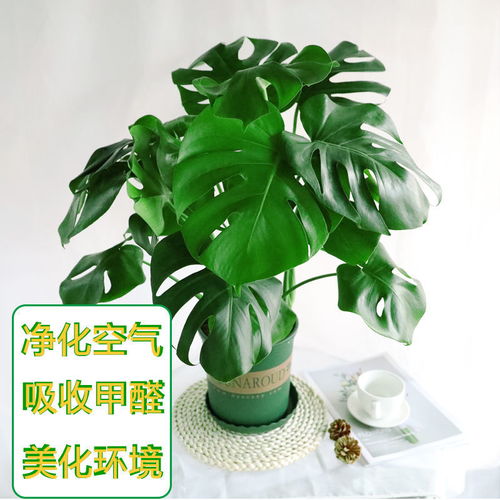 新房吸甲醛龟背竹花卉盆栽室内绿植花草土培客厅大盆易活四季盆景